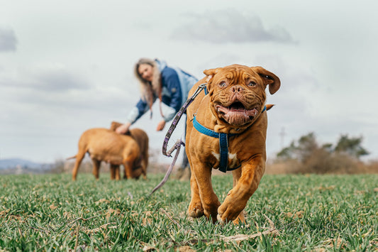 Fun and Games: Why Playtime is Essential for Your Pet’s Well-Being