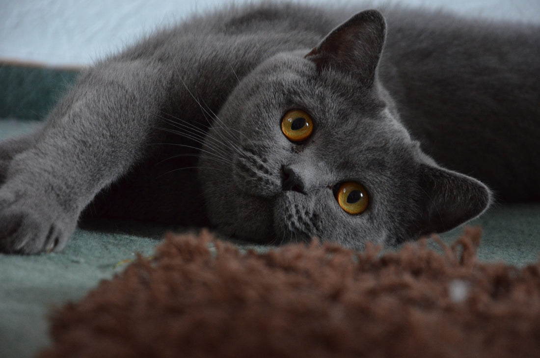 Gray British Shorthair cat with bright yellow eyes lying on the floor, looking curious and relaxed.