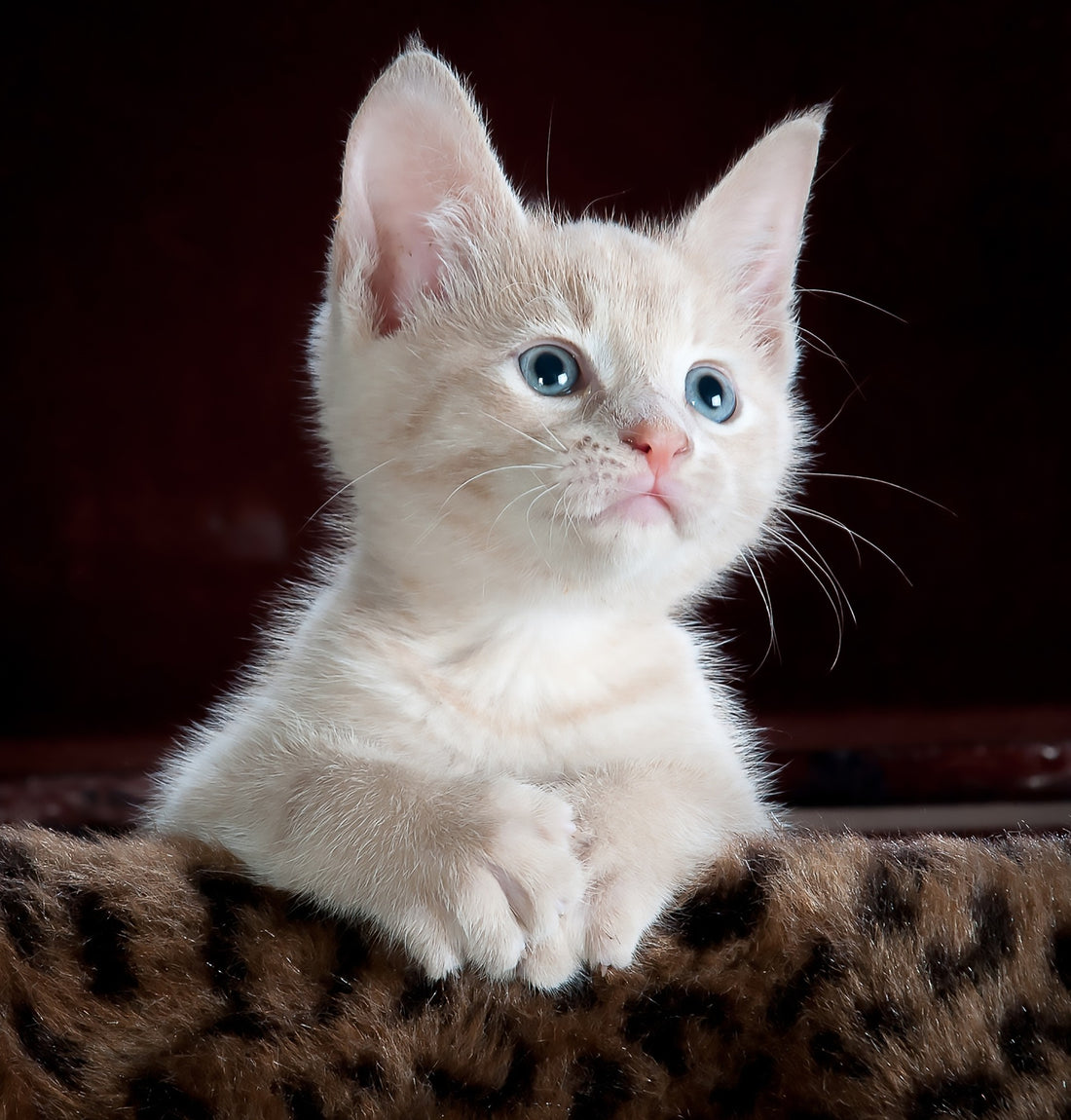 Image alt text: “Cute cream-colored kitten with blue eyes looking up, resting its paws on a leopard-print blanket.”