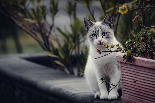 Beautiful white and grey cat with blue eyes sitting beside a plant in an outdoor setting