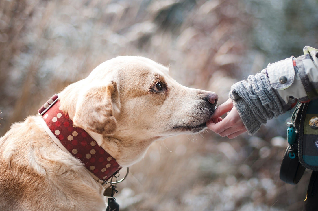 Proper Nutrition for Pets: How a Healthy Diet Impacts Your Pet’s Well-being