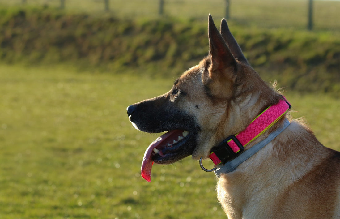 The Colors of Dog Collars: What Does Your Dog’s Collar Color Mean?