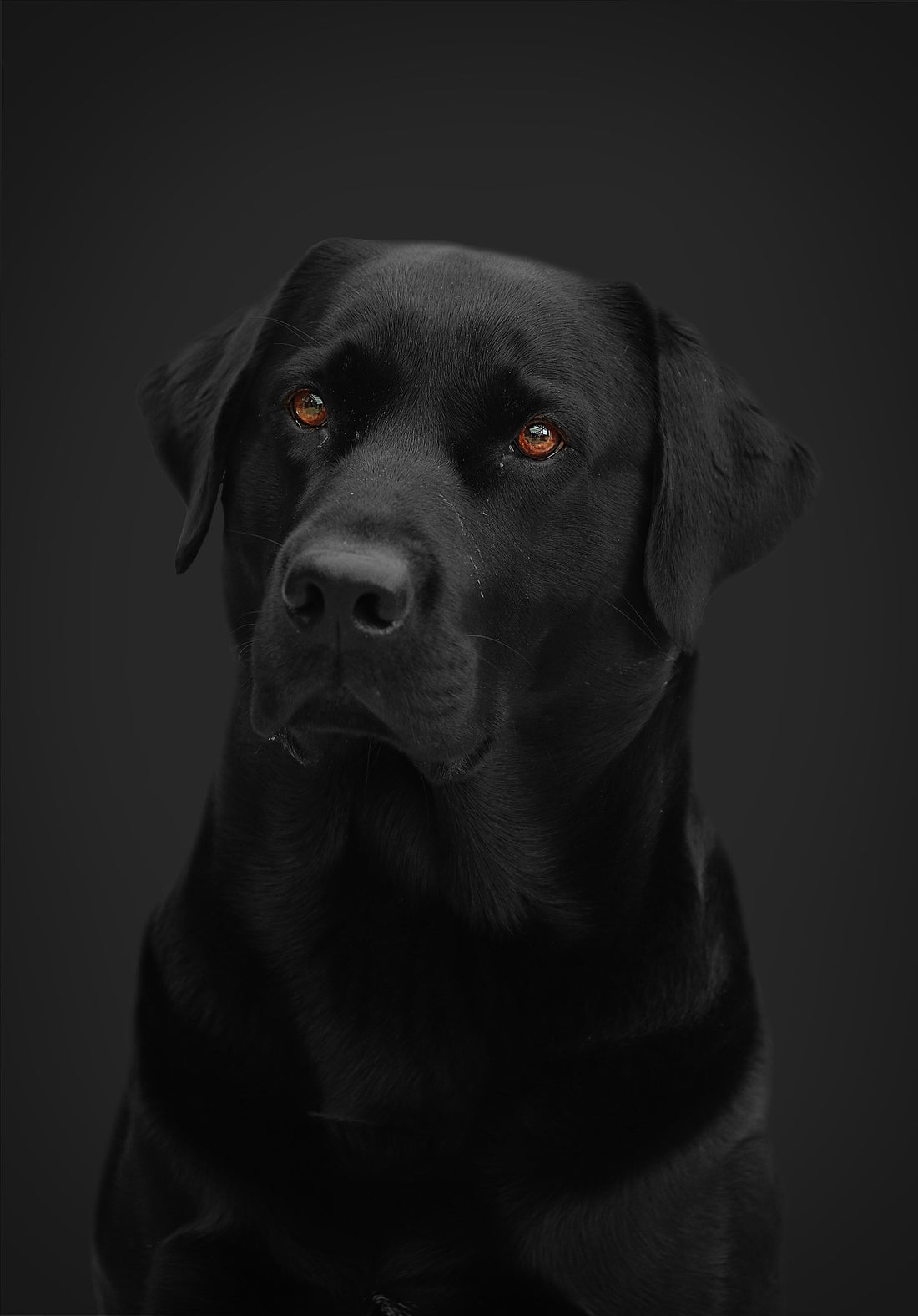 Black Labrador Retriever sitting, showcasing its glossy coat and attentive expression. A versatile breed known for its intelligence, loyalty, and excellent service dog qualities.