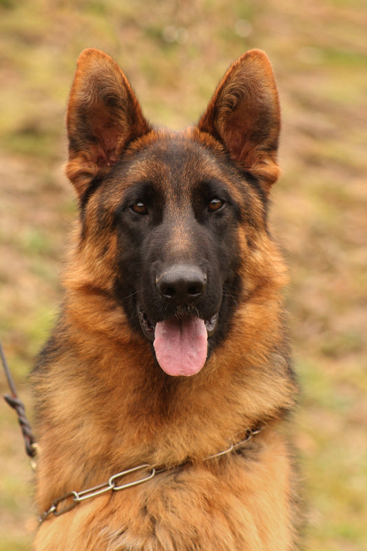 German Shepherd dog with brown and black fur, sitting outside. Known for its intelligence, loyalty, and protective nature.