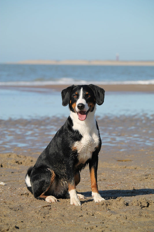 Outdoor Fun for Pets: Enhancing Wellness with Play and Activity