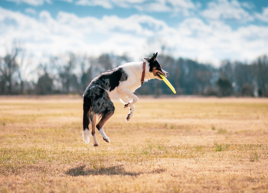 Training for a Happy Pet: Essential Tips for Teaching Your Furry Friend