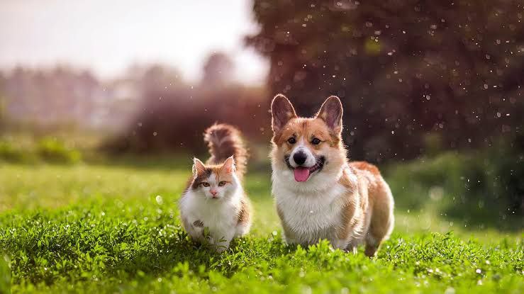 Clean Pets, Happy Pets: Essential Grooming Tips for Your Furry Friends