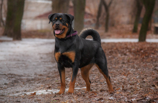 A muscular and alert Rottweiler standing outdoors, showcasing its strong build and protective stance. The Rottweiler is known for its loyalty, intelligence, and protective nature, making it an ideal breed for guarding and companionship.