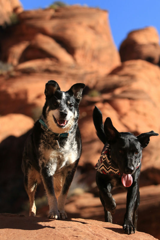 Healthy Teeth, Happy Pets: Essential Dental Care Tips for Your Furry Friends